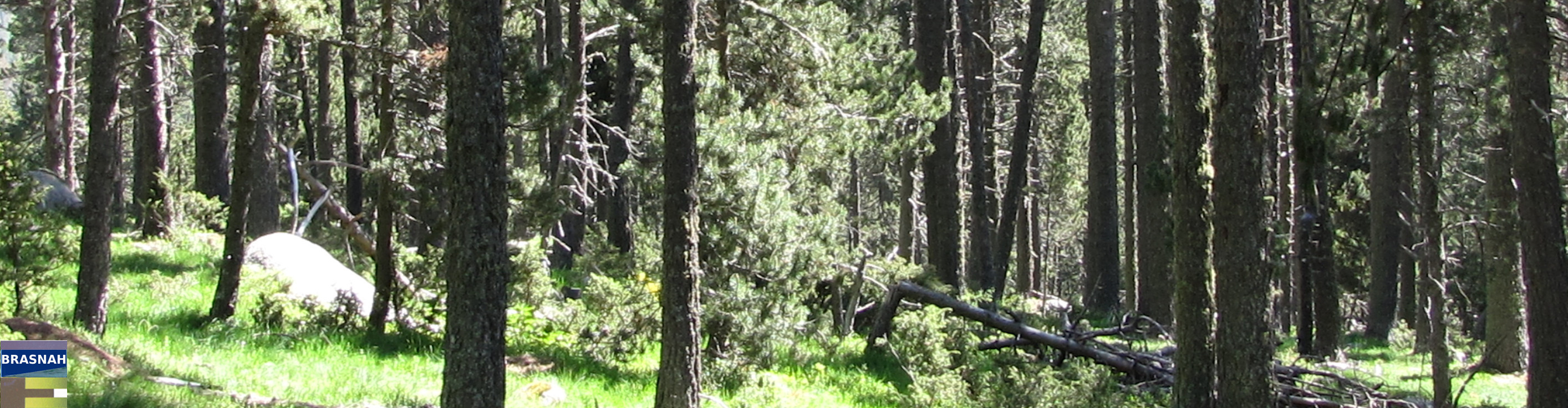 BRASNAH — panorama